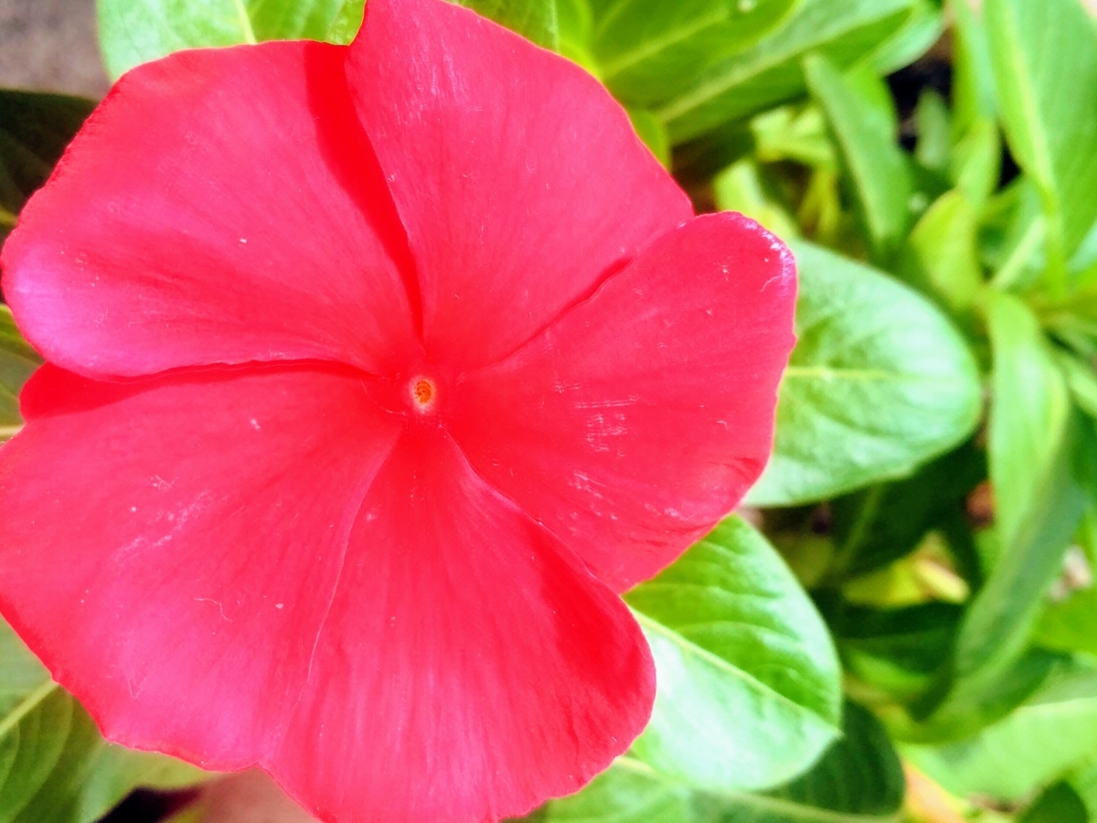 f:id:mikanococoro:20201003204601j:plain
