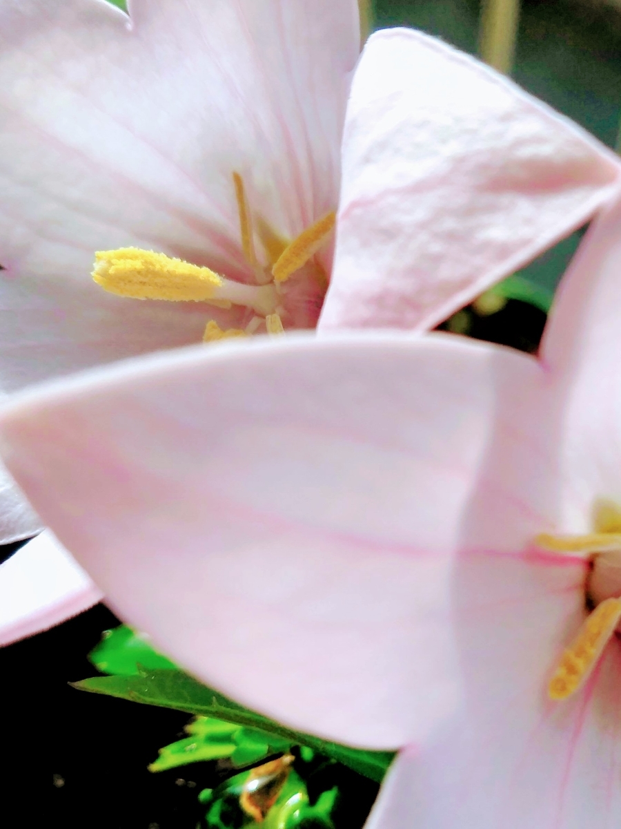 f:id:mikanococoro:20201003204742j:plain