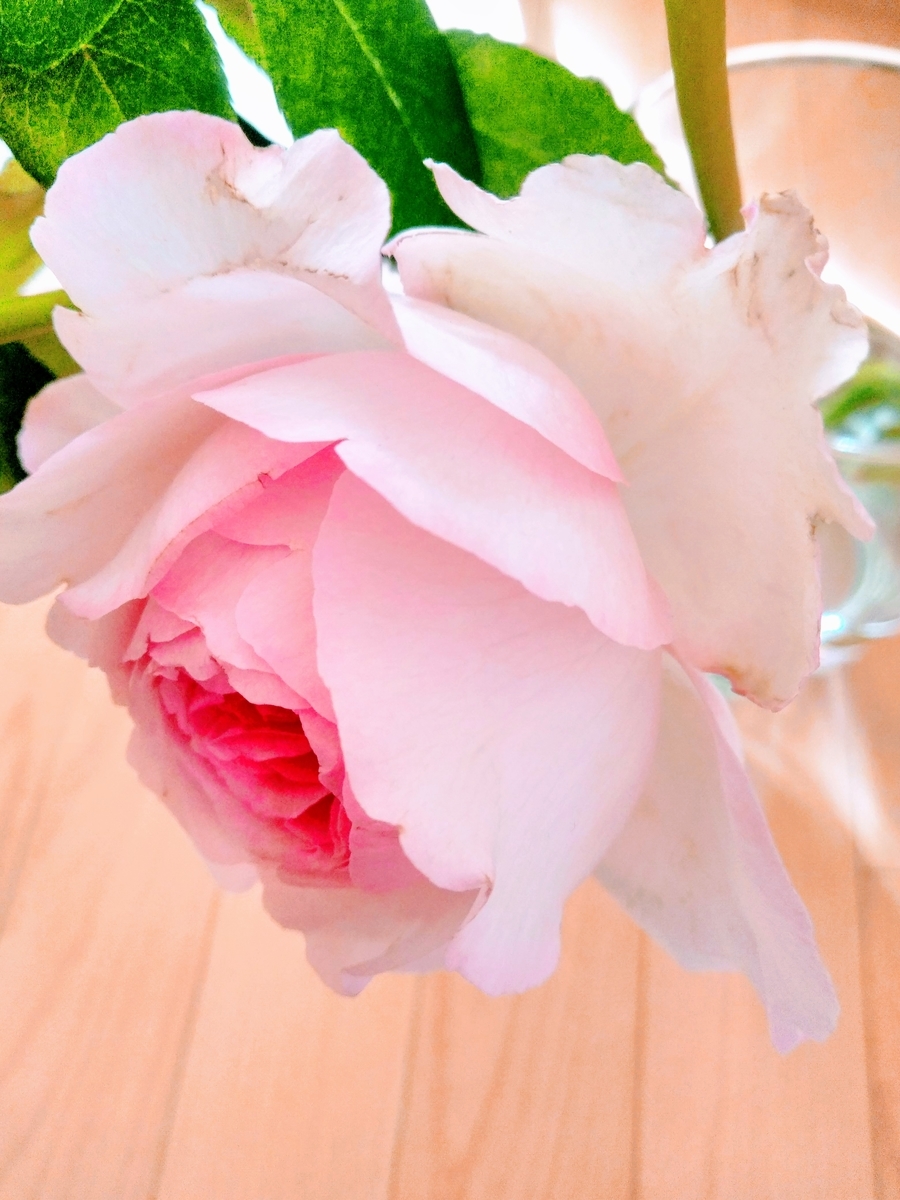 f:id:mikanococoro:20201103104700j:plain