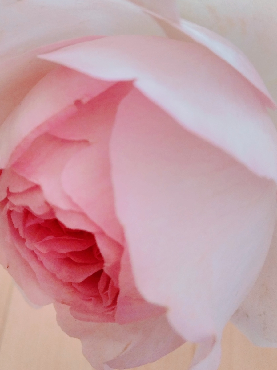 f:id:mikanococoro:20201103104736j:plain