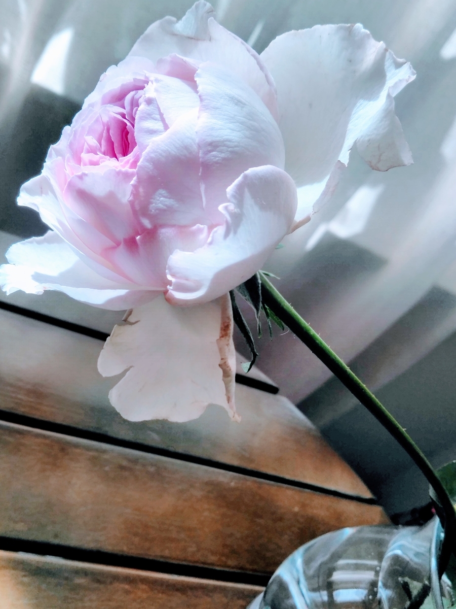 f:id:mikanococoro:20201103104852j:plain