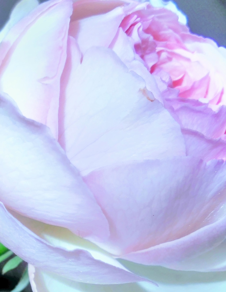 f:id:mikanococoro:20201103104956j:plain