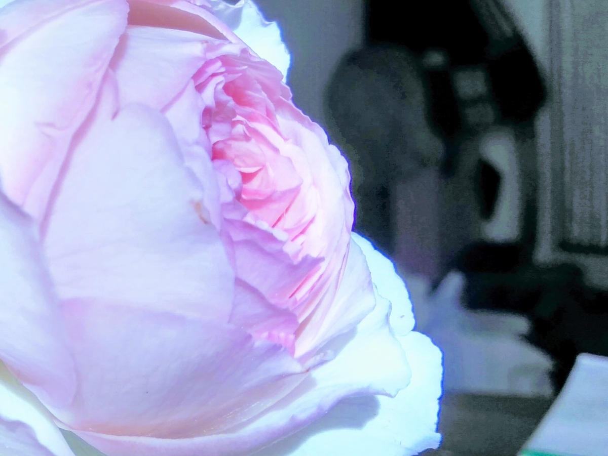f:id:mikanococoro:20201103105017j:plain