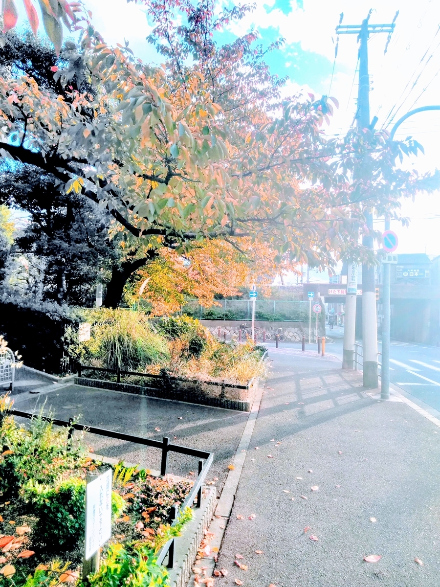 f:id:mikanococoro:20201122103519j:plain