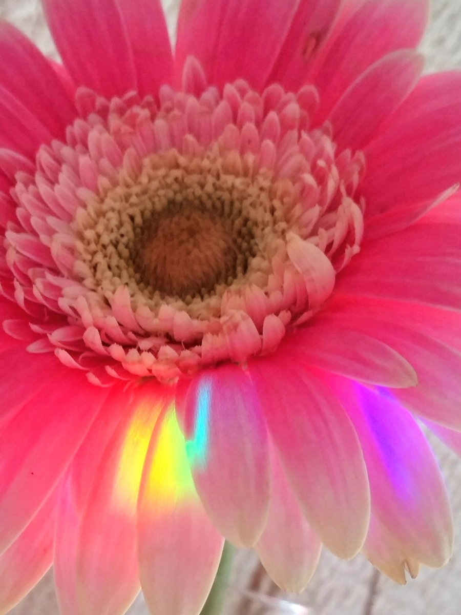 f:id:mikanococoro:20201207171351j:plain