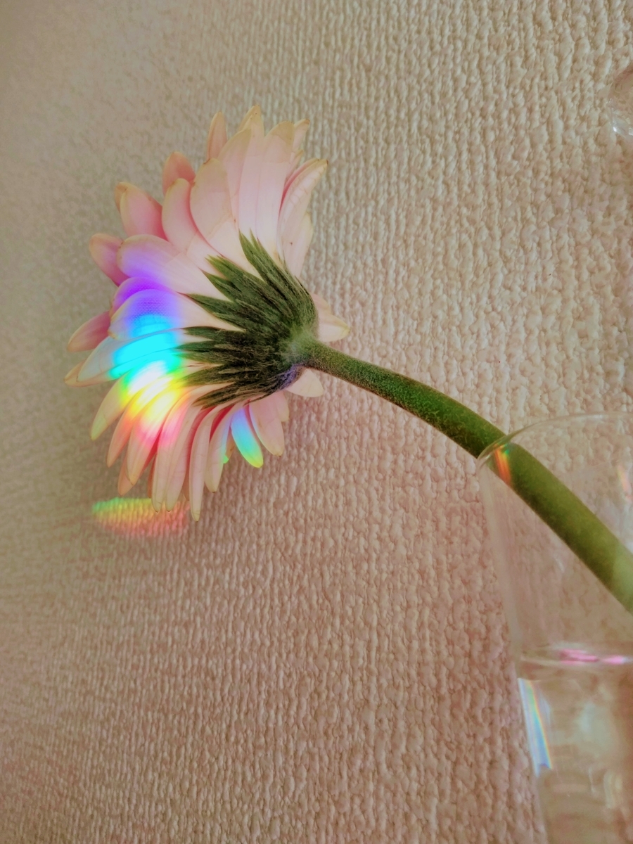 f:id:mikanococoro:20201207171437j:plain