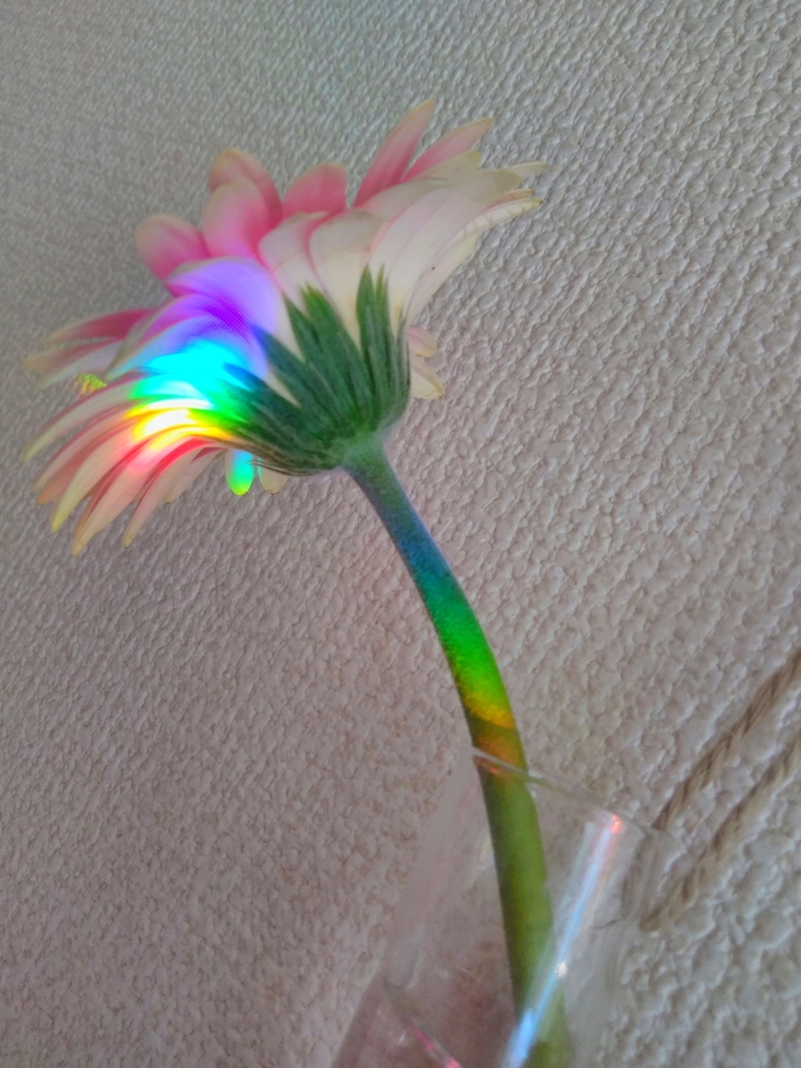 f:id:mikanococoro:20201207171513j:plain
