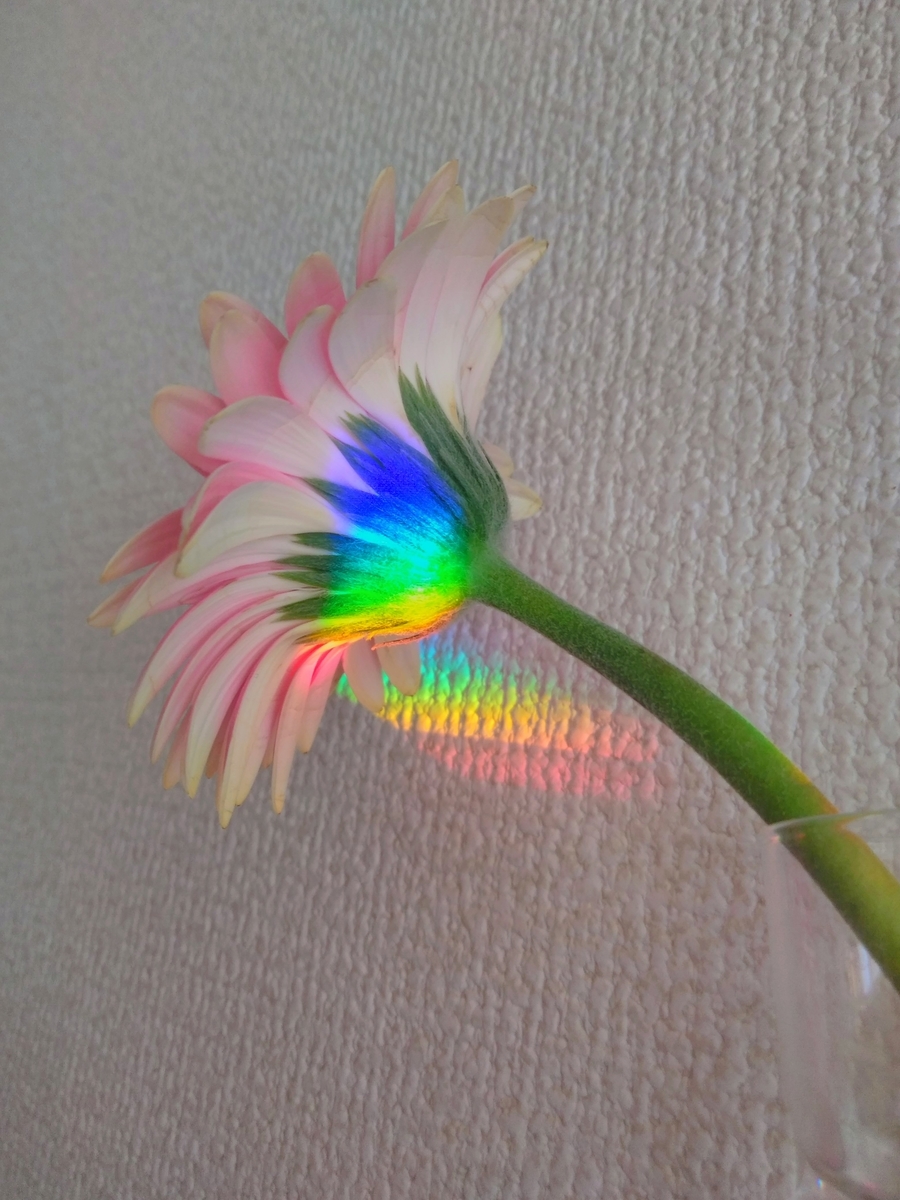 f:id:mikanococoro:20201207171538j:plain