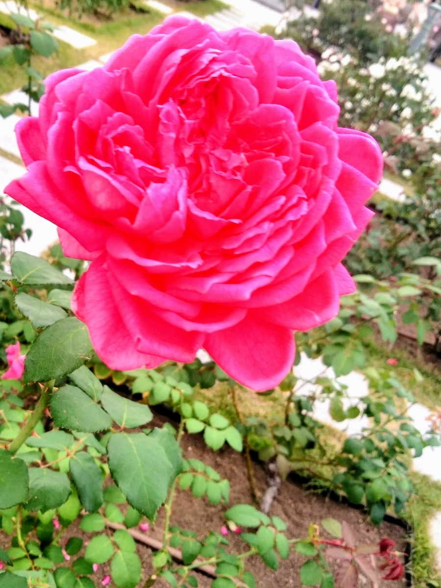f:id:mikanococoro:20210114122529j:plain