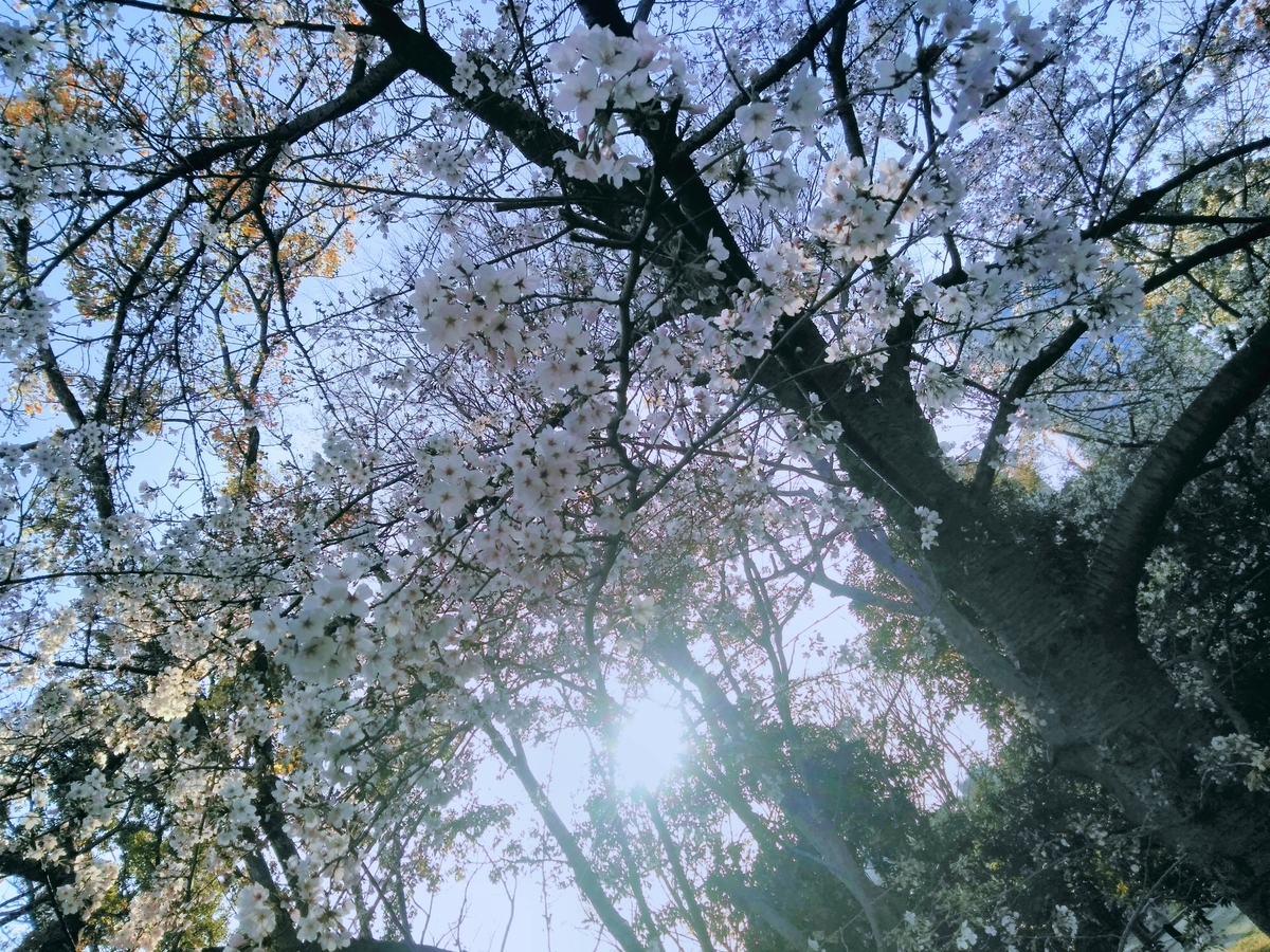 f:id:mikanococoro:20210328233806j:plain
