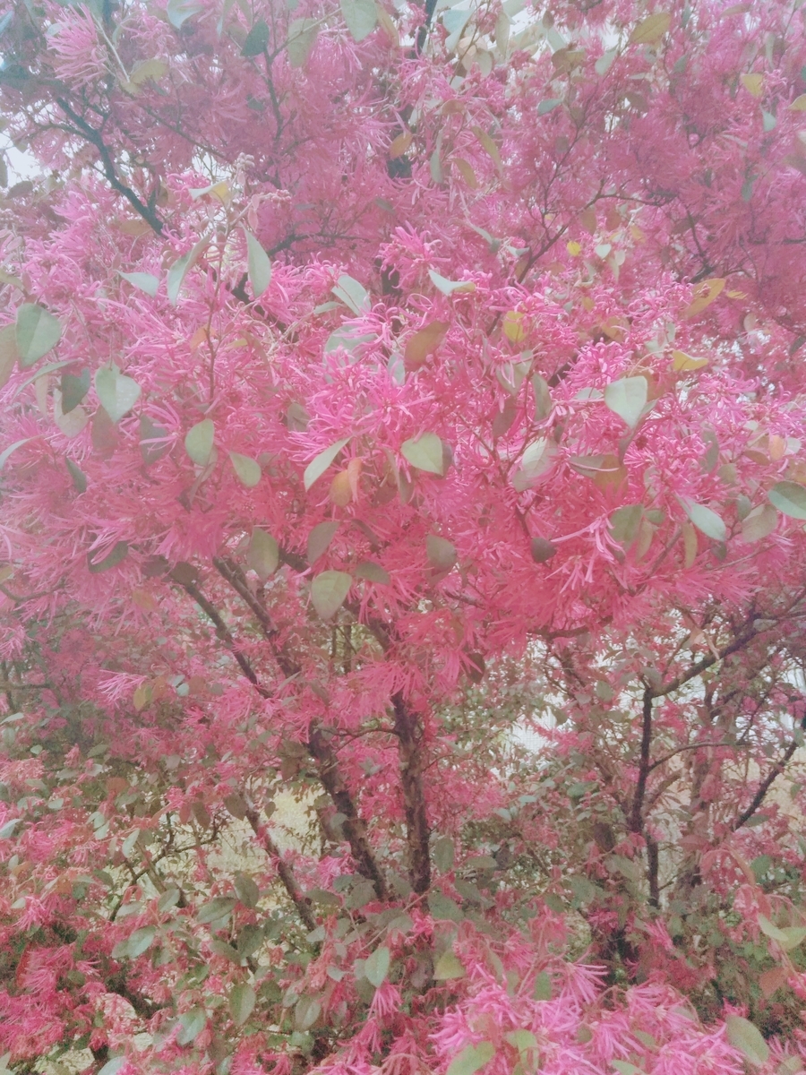 f:id:mikanococoro:20210329143952j:plain
