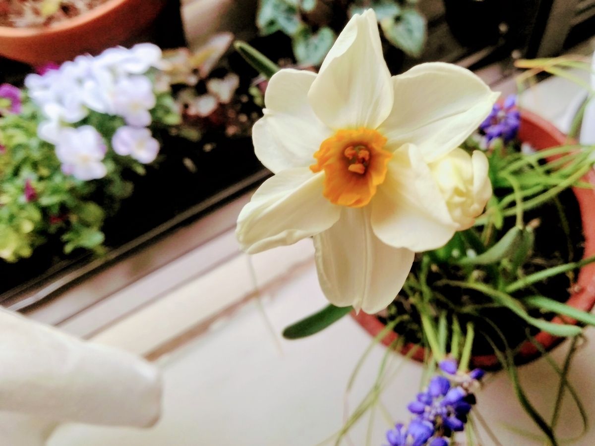 f:id:mikanococoro:20210330173923j:plain