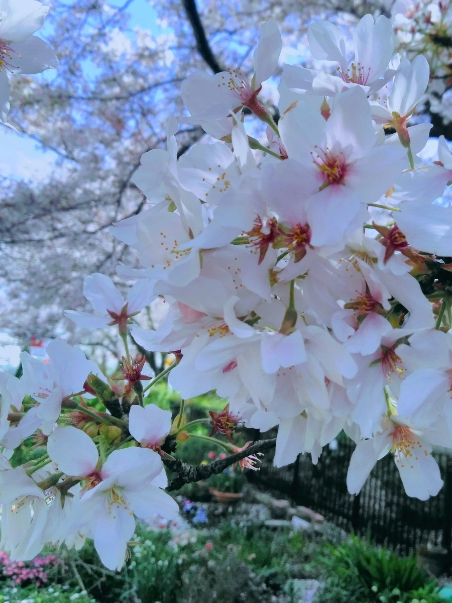 f:id:mikanococoro:20210401140505j:plain