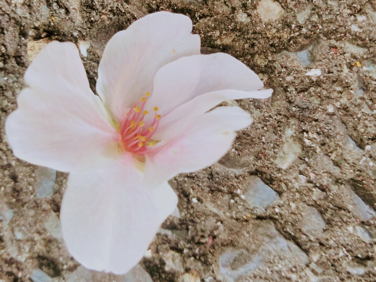 f:id:mikanococoro:20210401140659j:plain