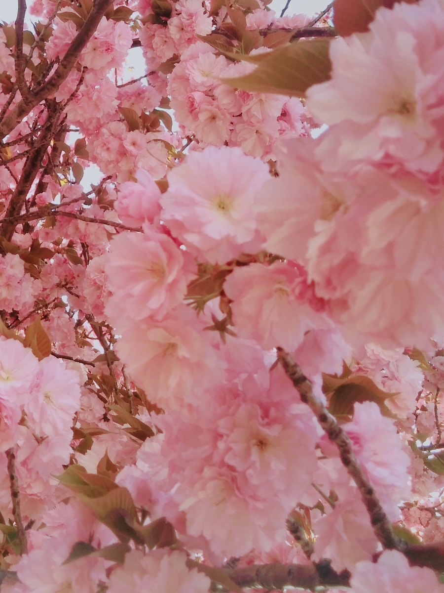 f:id:mikanococoro:20210407230520j:plain