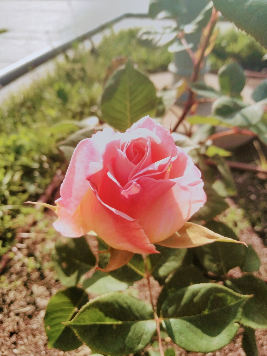 f:id:mikanococoro:20210423195448j:plain