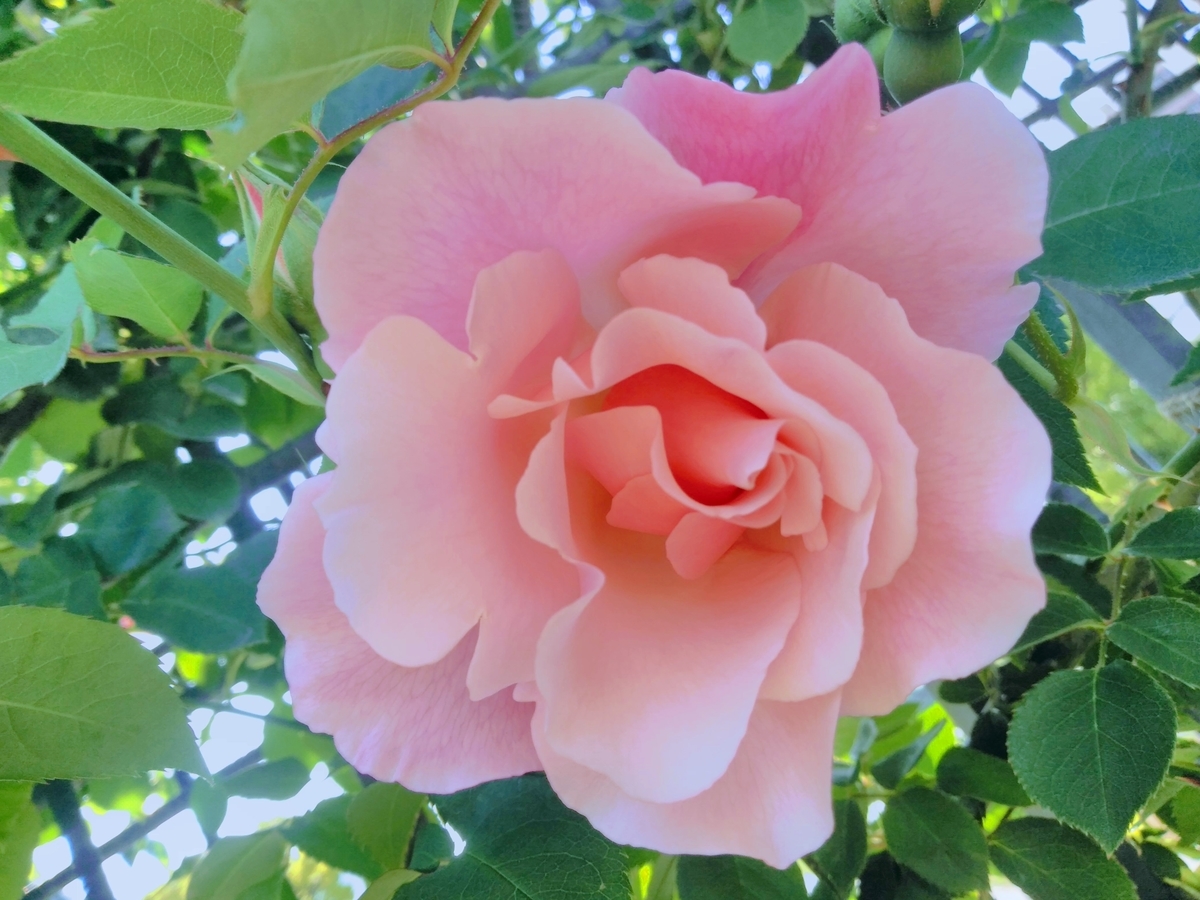 f:id:mikanococoro:20210423195839j:plain