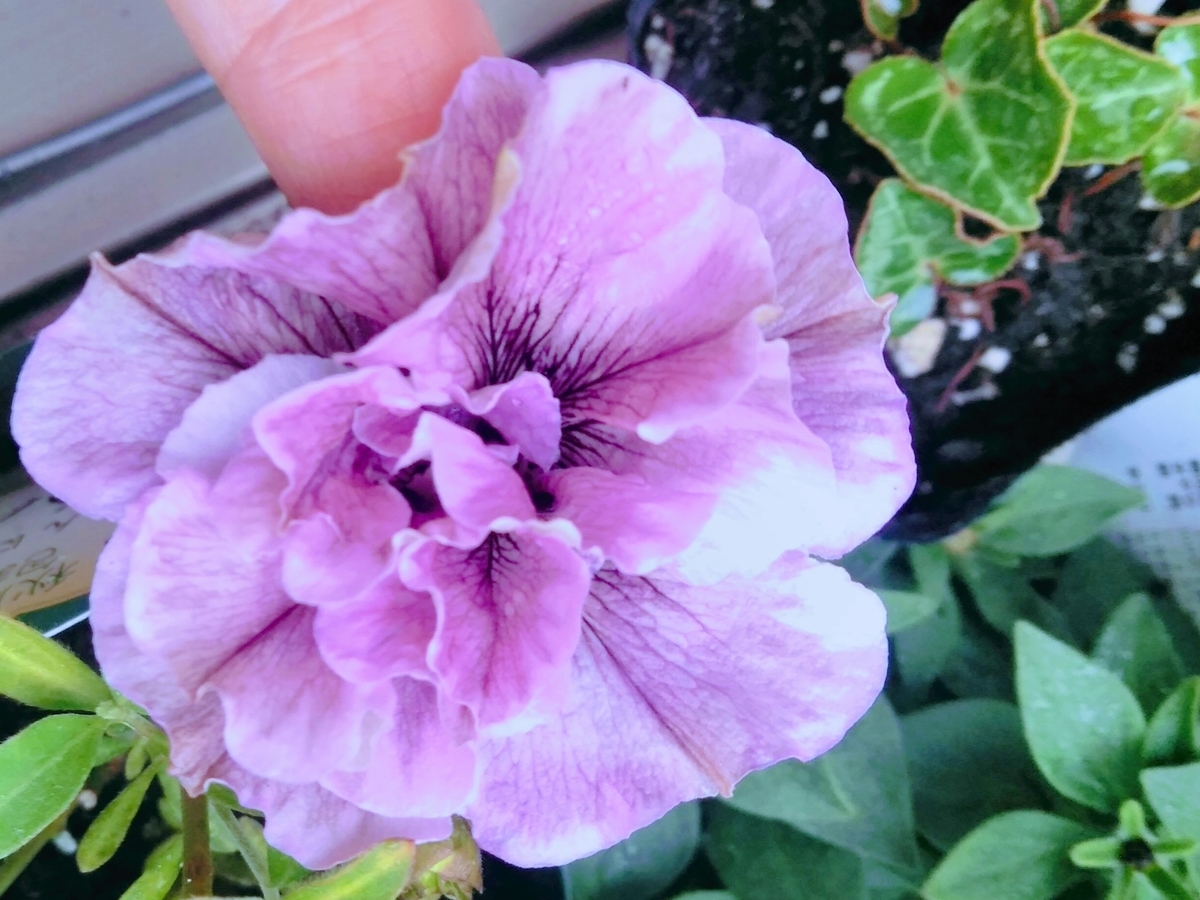 f:id:mikanococoro:20210502122738j:plain
