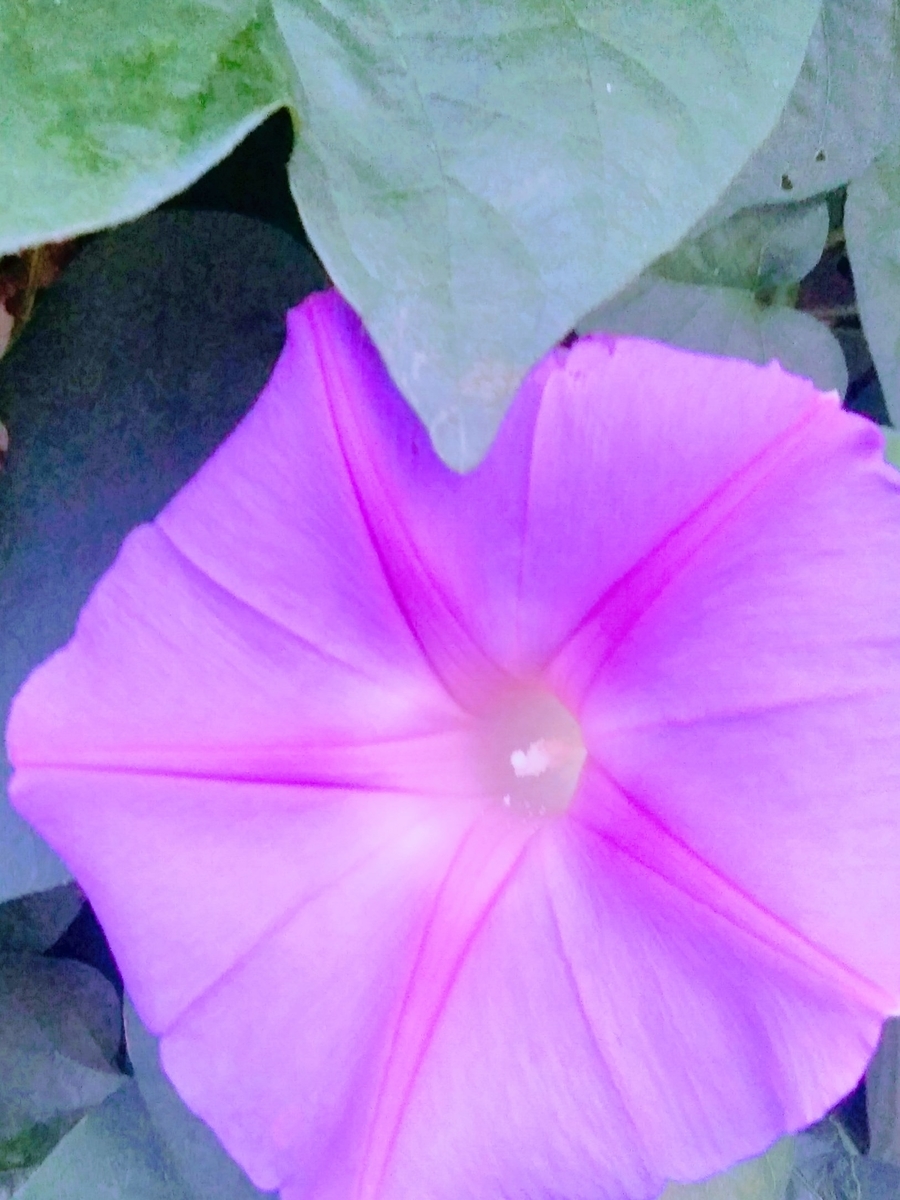 f:id:mikanococoro:20211020040402j:plain