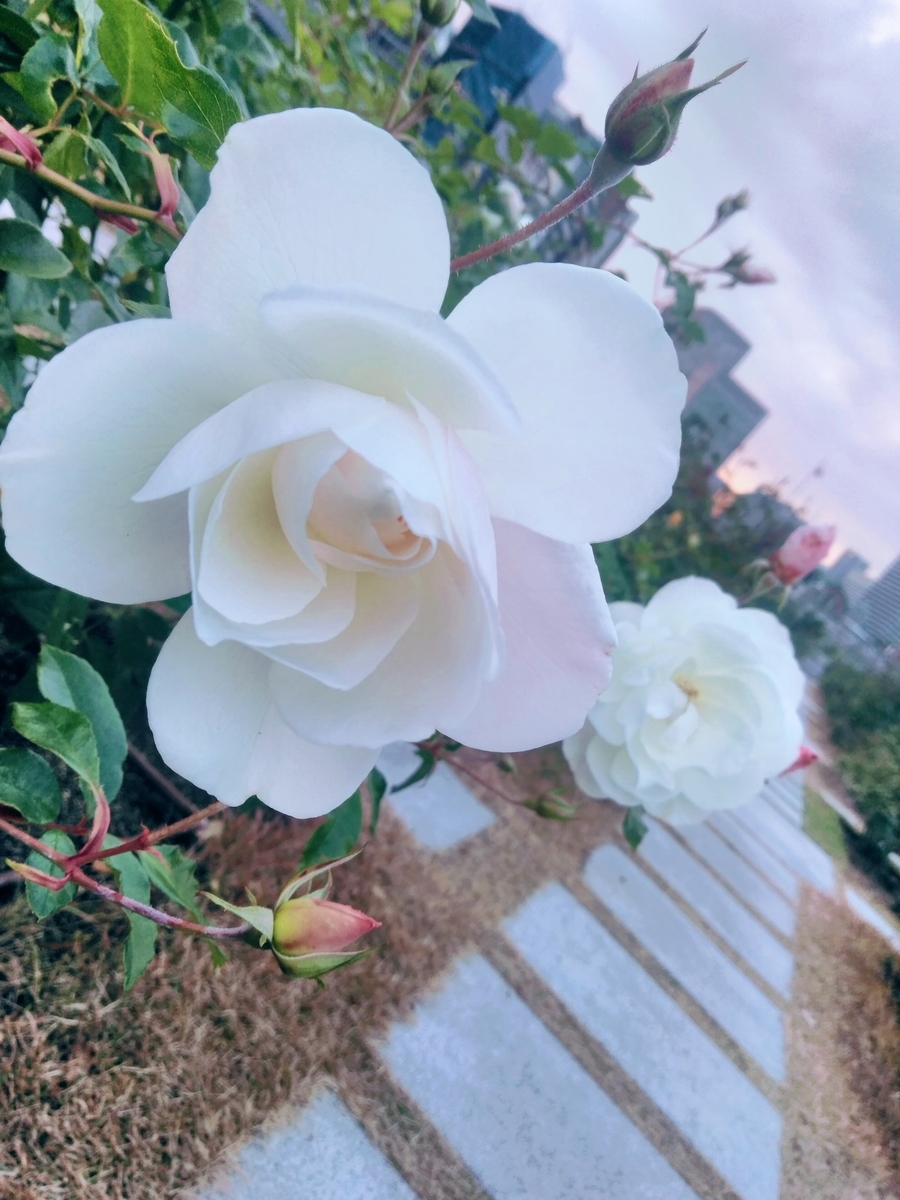 f:id:mikanococoro:20211222230235j:plain