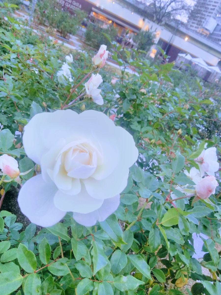 f:id:mikanococoro:20211222230312j:plain