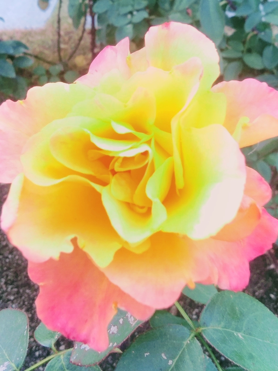 f:id:mikanococoro:20211222230505j:plain