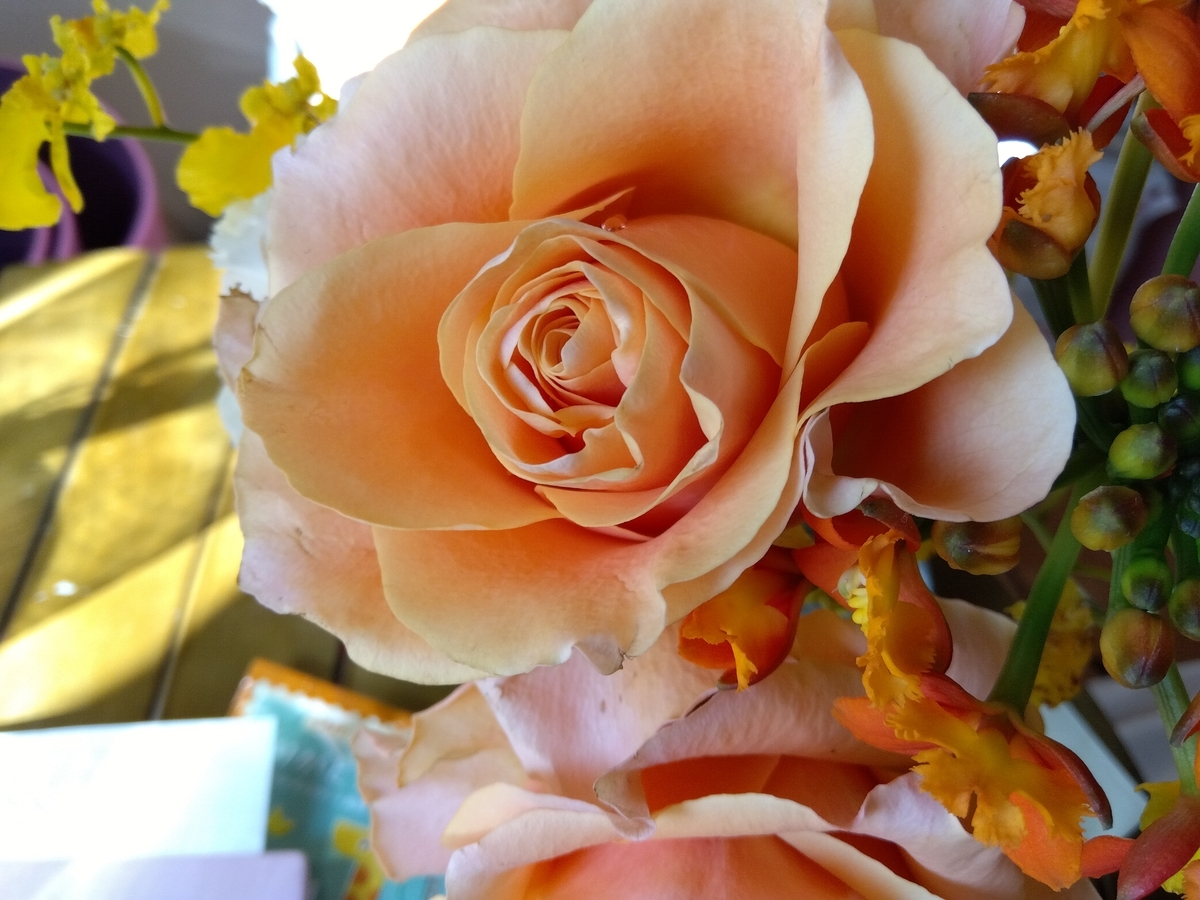 f:id:mikanococoro:20220226195606j:plain
