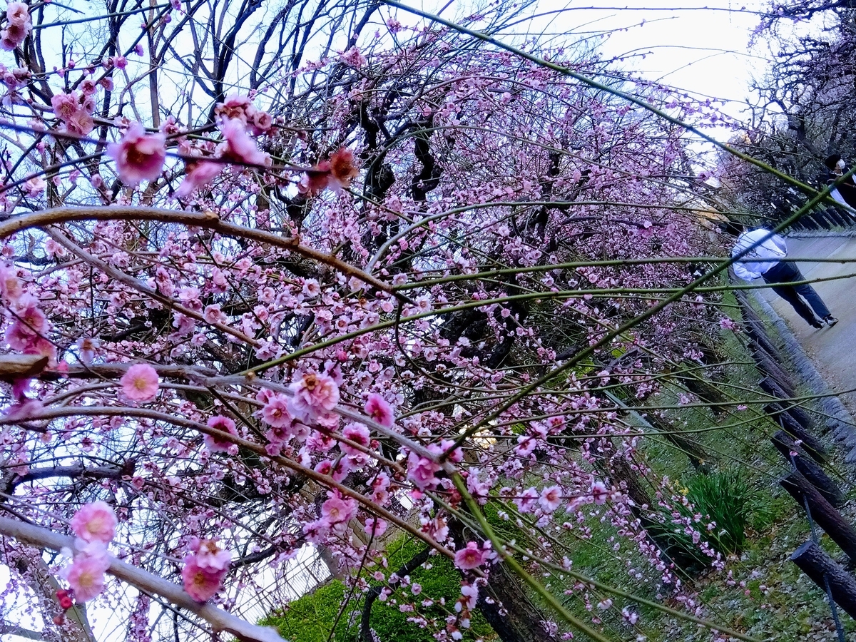 f:id:mikanococoro:20220321013320j:plain