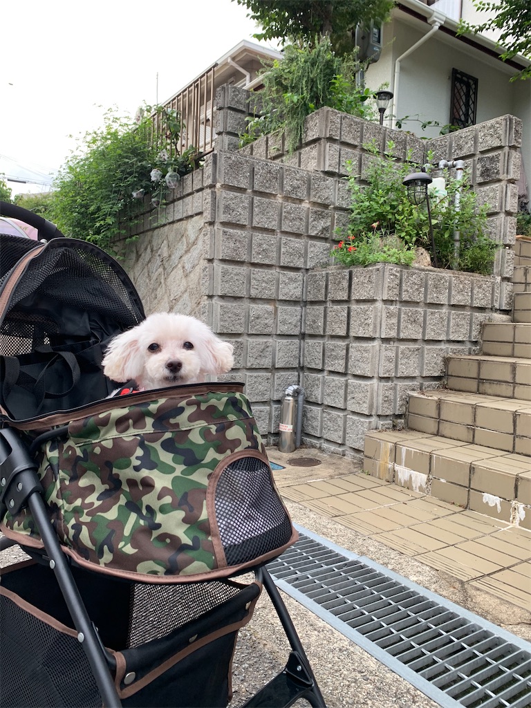 f:id:mikanodai:20200730145235j:image