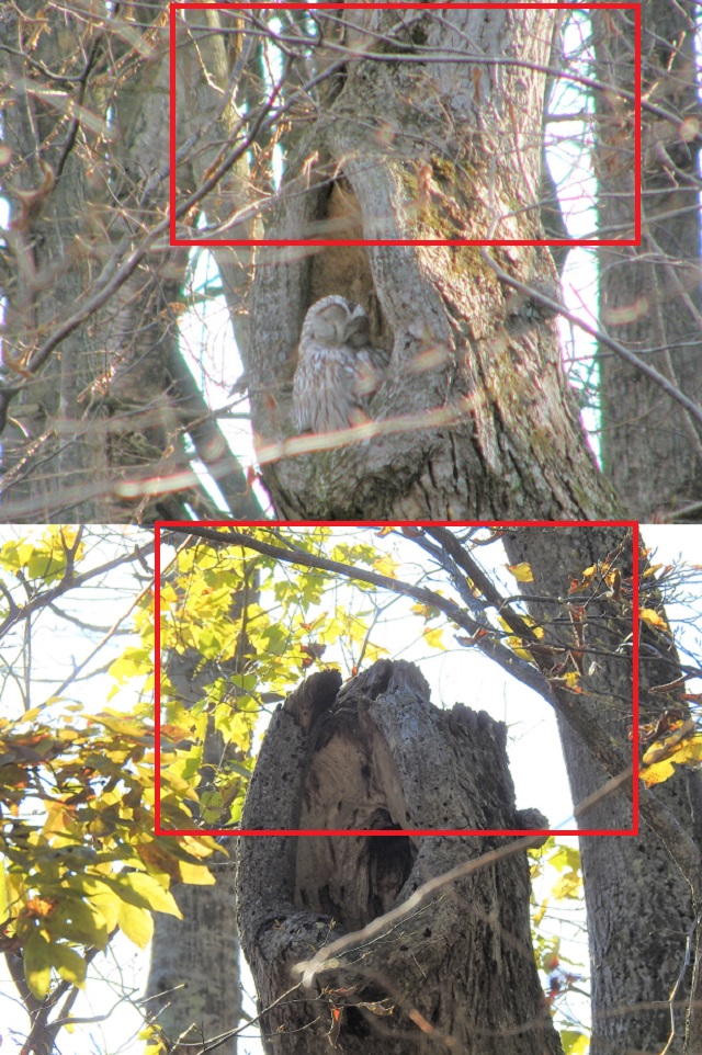 樹洞 北海道発 大きいです(^^) 樹洞 北海道発 大きいです(^^)