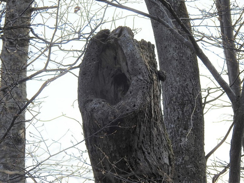 樹洞 北海道発 大きいです(^^)