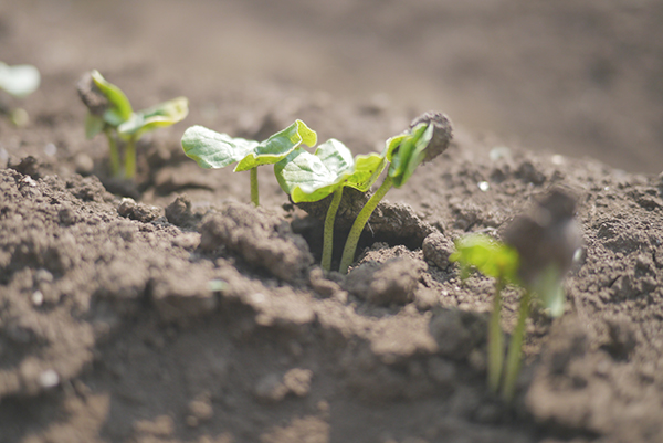 f:id:mikata-uranai:20161024103149j:plain