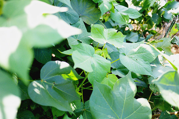 f:id:mikata-uranai:20161024103150j:plain