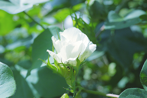 f:id:mikata-uranai:20161024103153j:plain