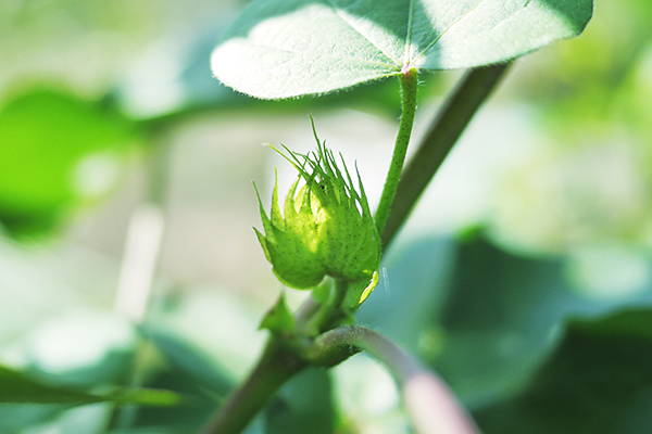 f:id:mikata-uranai:20161024103154j:plain