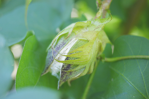 f:id:mikata-uranai:20161024103157j:plain