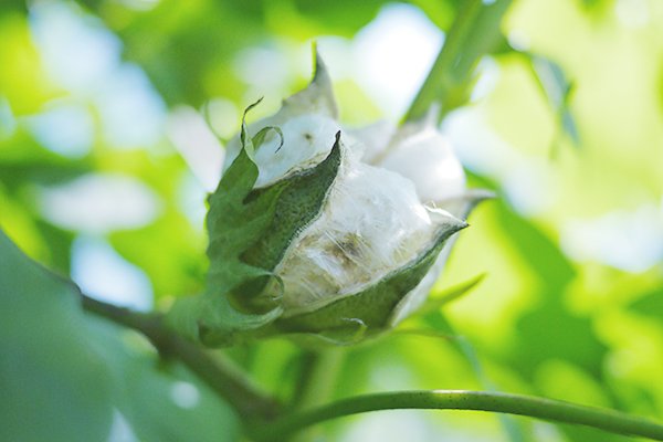 f:id:mikata-uranai:20161024103200j:plain