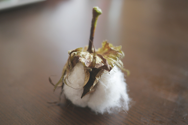 f:id:mikata-uranai:20161024103202j:plain