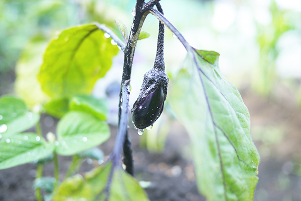 f:id:mikata-uranai:20170523130045j:plain