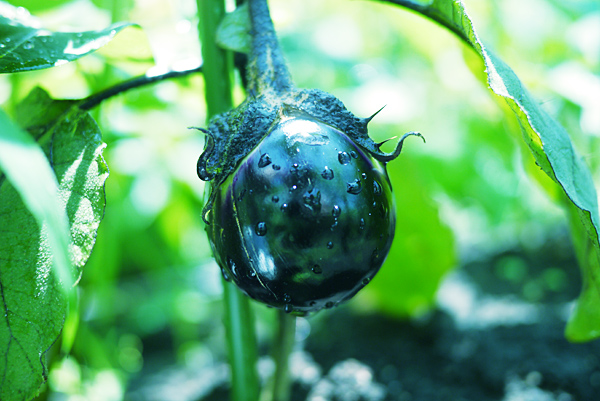 f:id:mikata-uranai:20170523131016j:plain