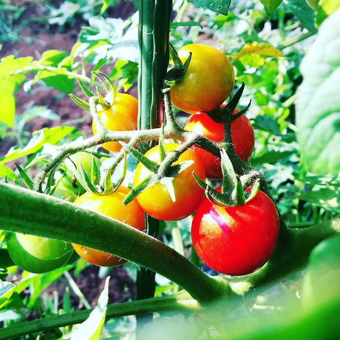 f:id:mikata-uranai:20170824153759j:plain