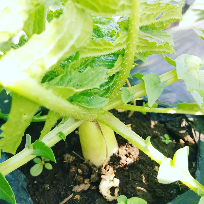 f:id:mikata-uranai:20170824154018j:plain