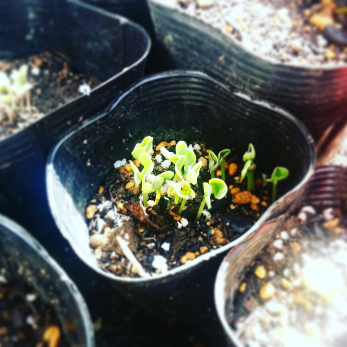 f:id:mikata-uranai:20170824154148j:plain