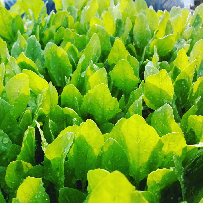 f:id:mikata-uranai:20170824155020j:plain