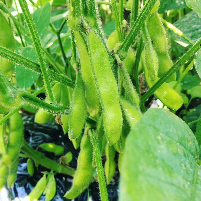 f:id:mikata-uranai:20170824155126j:plain