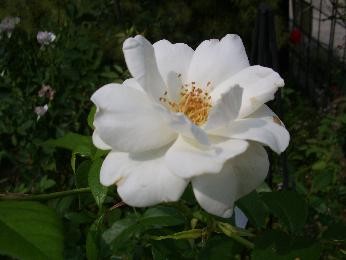 f:id:mikawakinta63:20060625212801j:image f:id:mikawakinta63:20060625212801j:image