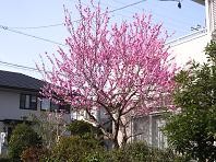 f:id:mikawakinta63:20070310091456j:image f:id:mikawakinta63:20070310091456j:image