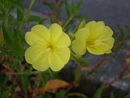 f:id:mikawakinta63:20070701054214j:image:right f:id:mikawakinta63:20070701054214j:image:right