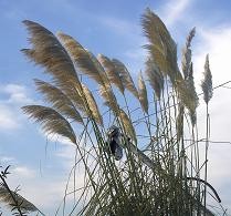 f:id:mikawakinta63:20070901061254j:image:left