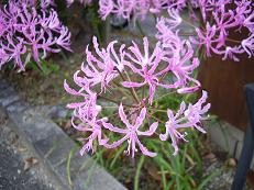 f:id:mikawakinta63:20081209085411j:image f:id:mikawakinta63:20081209085411j:image
